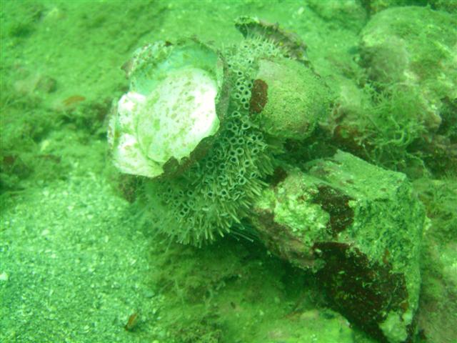 Flower Urchin using a piece of a can for protection