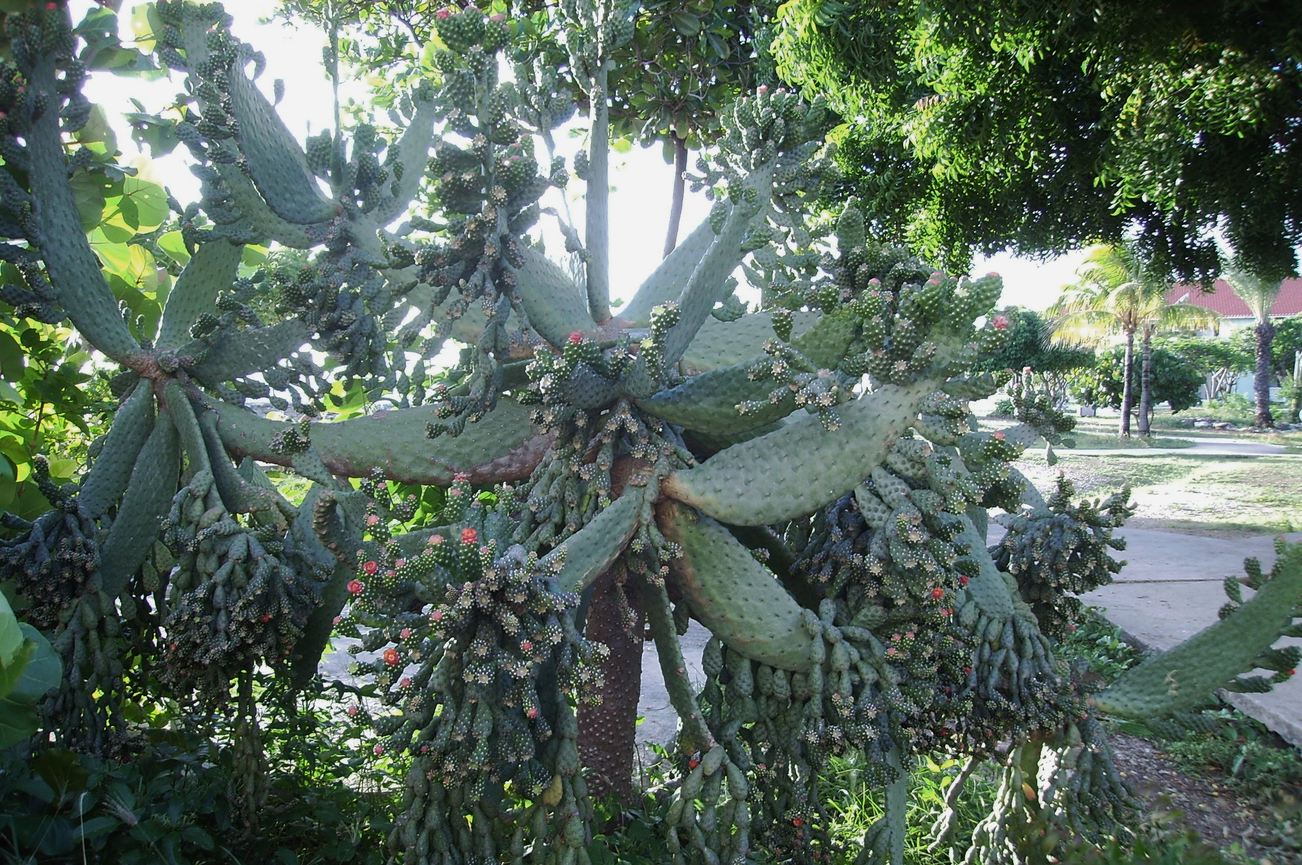 flowering cactus