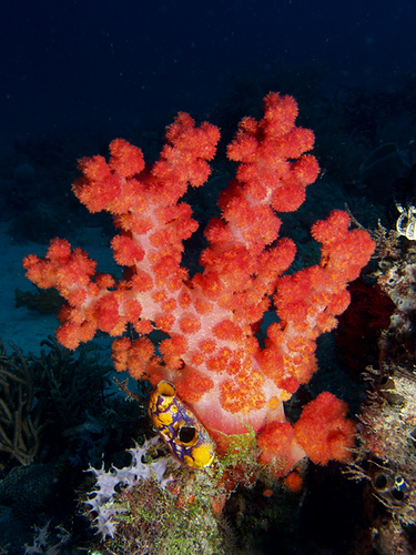 Fluffy soft coral