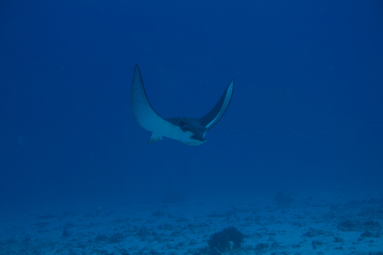 Flying Eagle Ray