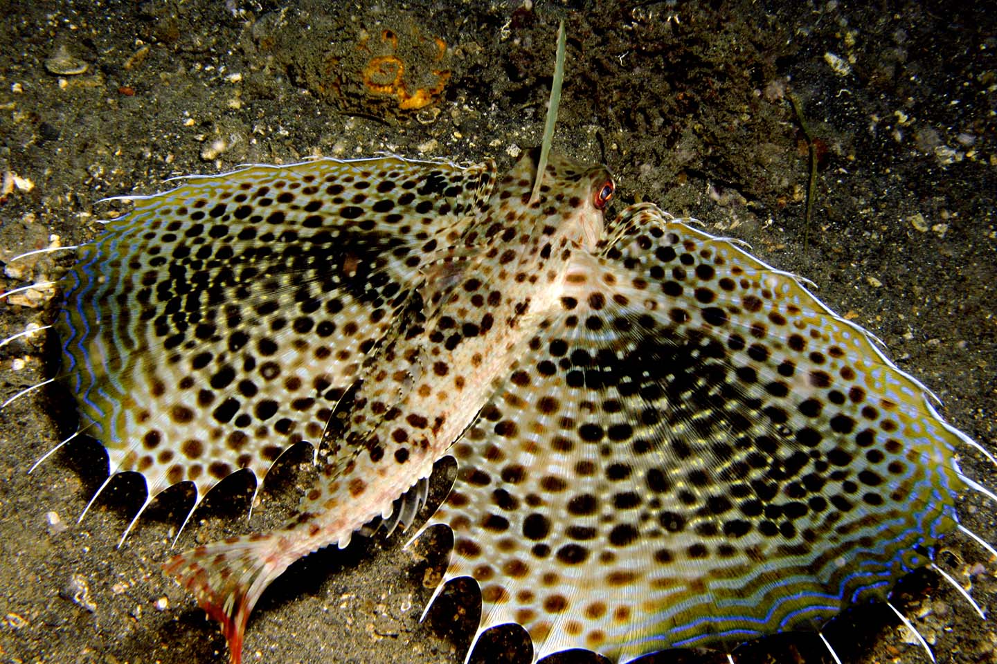 Flying Gunnard - Dactyloptena orientalis