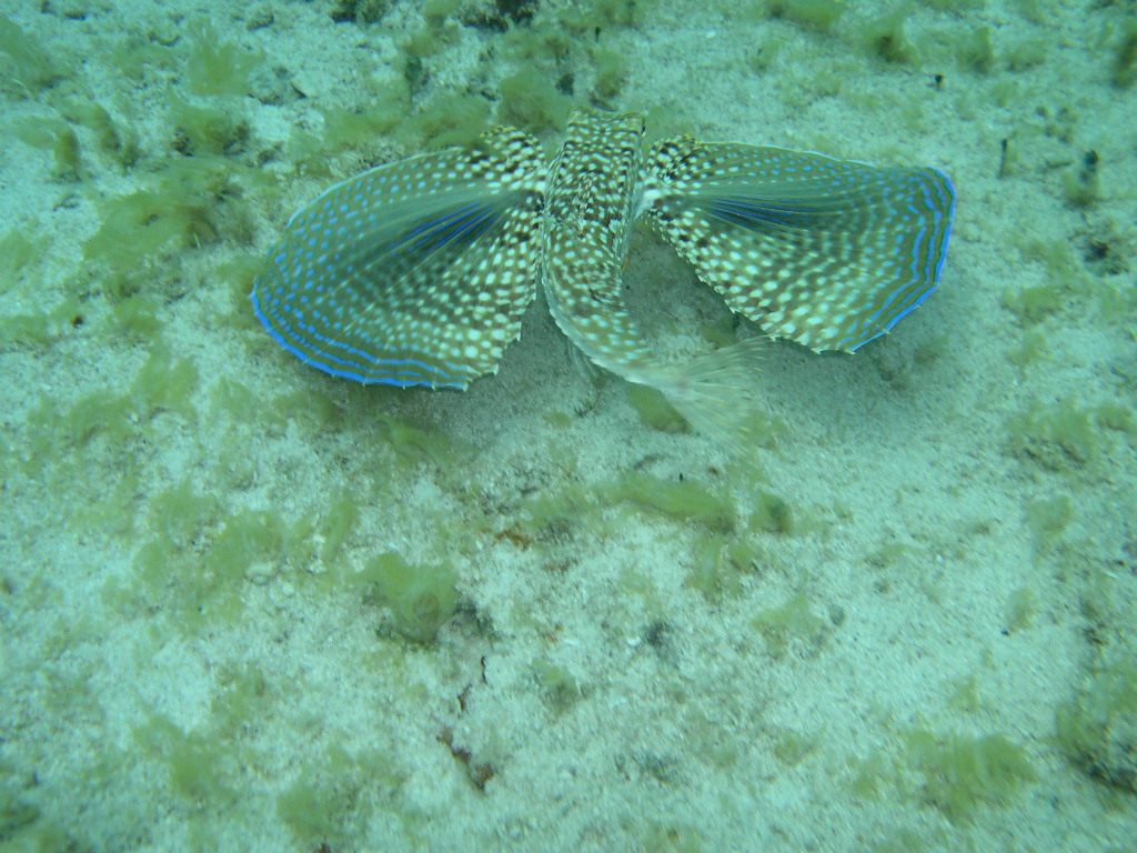 Flying Gurnard Again