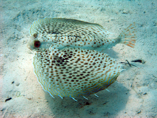 Flying Gurnard (Sea Robin)