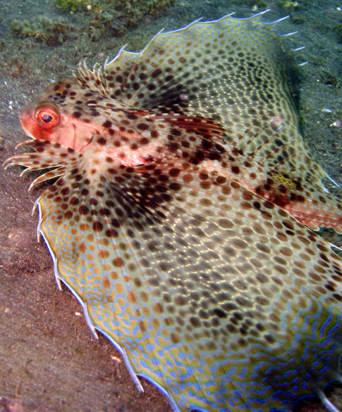 Flying Gurnard