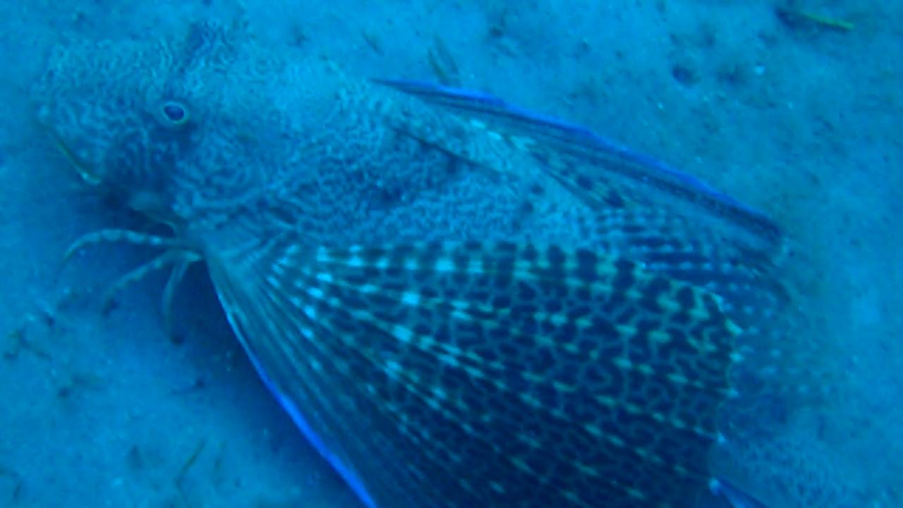 Flying Gurnard