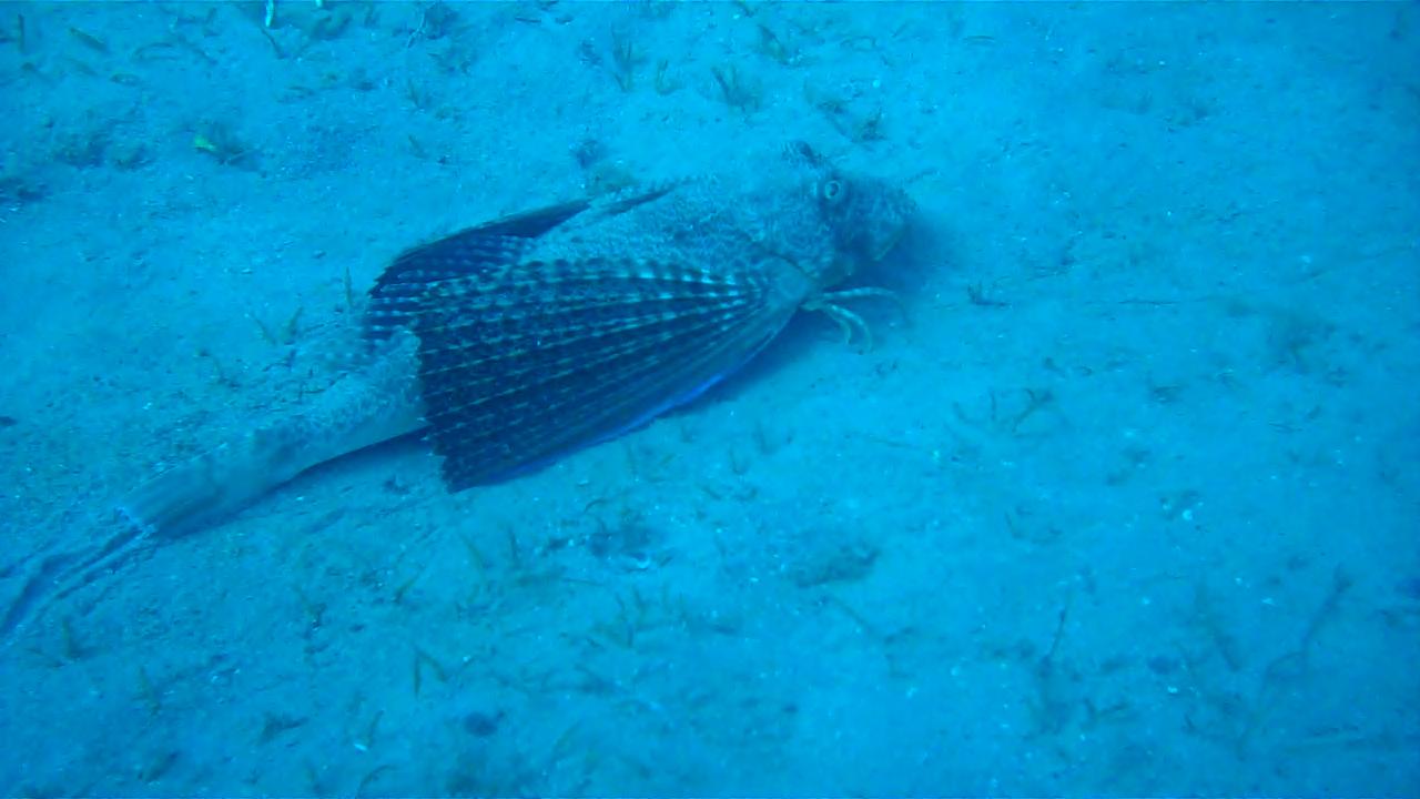 Flying Gurnard