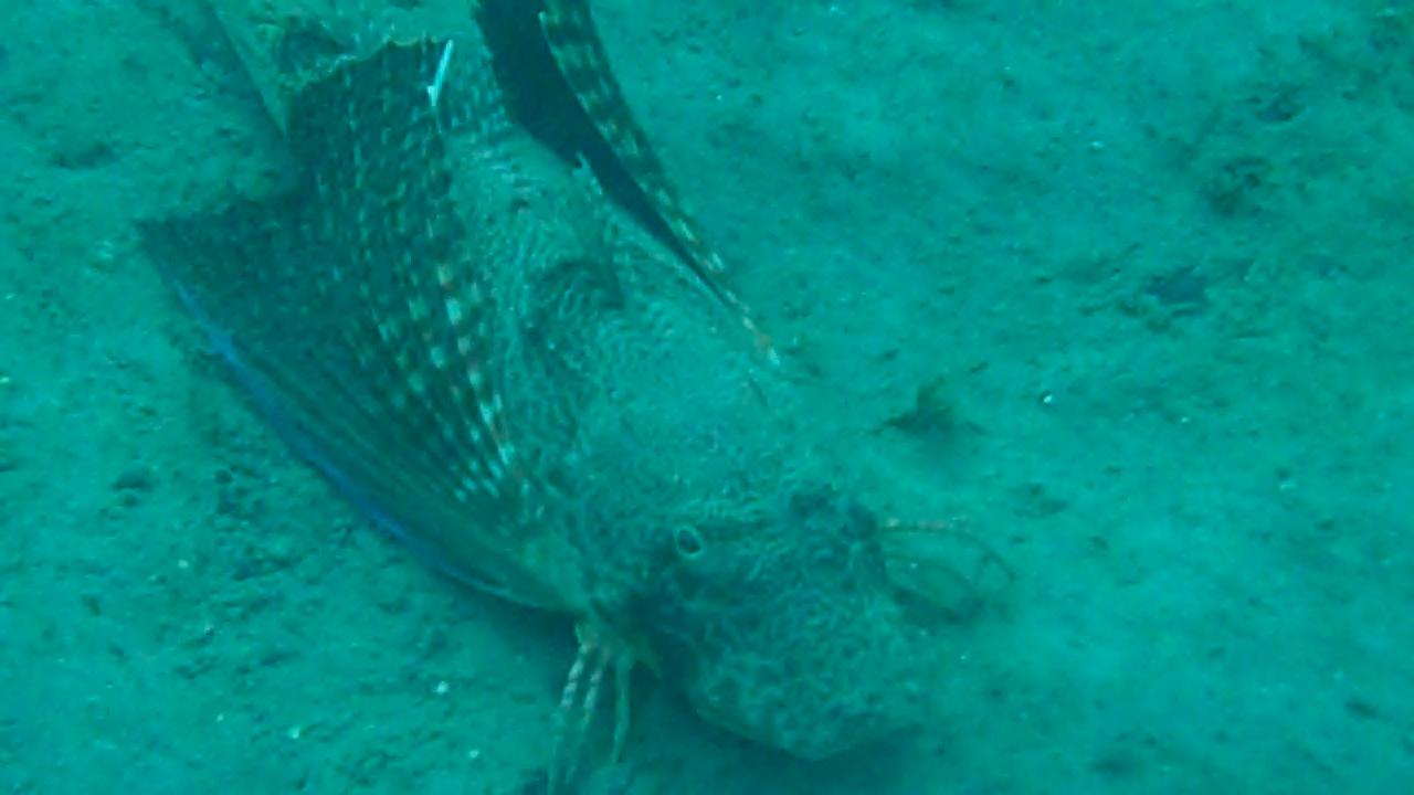 Flying Gurnard