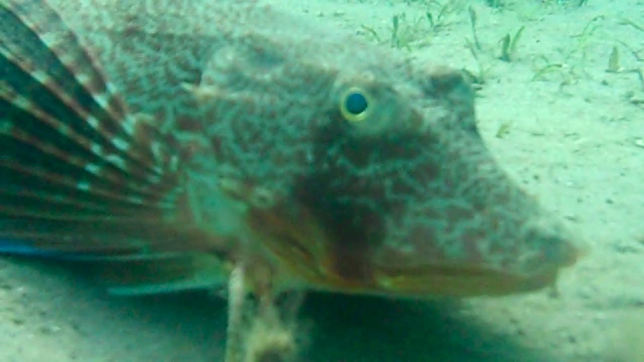 Flying Gurnard