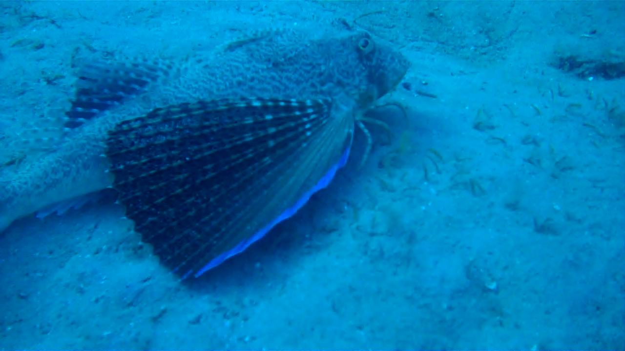 Flying Gurnard