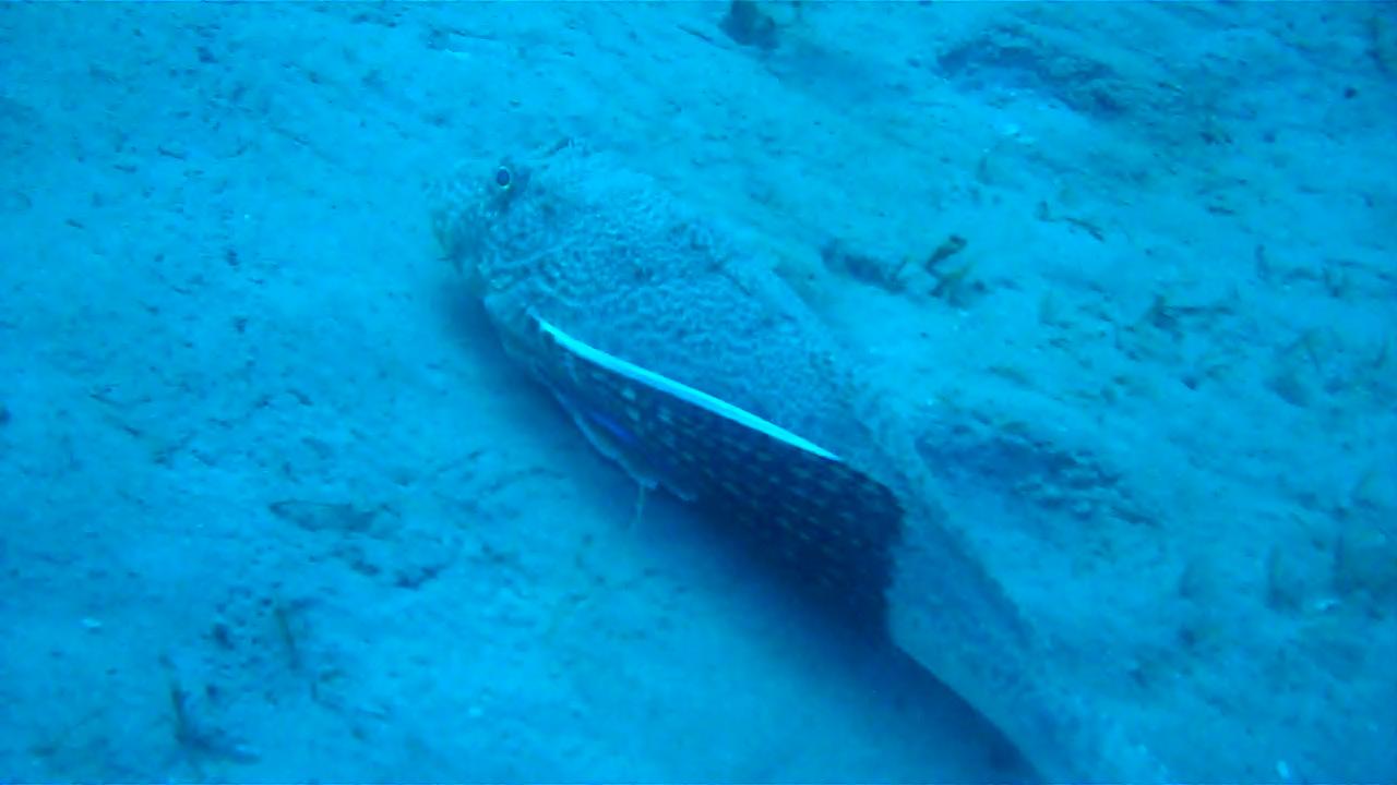 Flying Gurnard