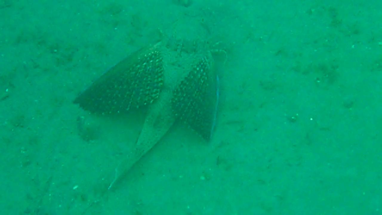 Flying Gurnard