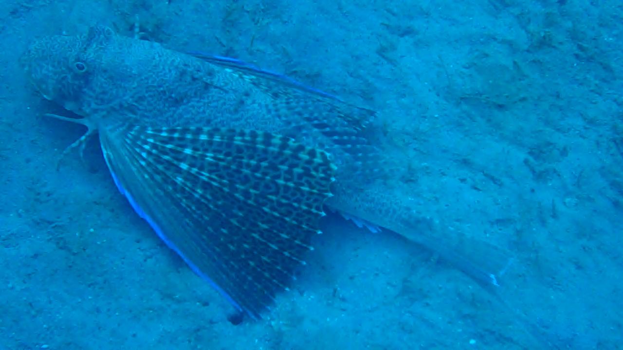 Flying Gurnard