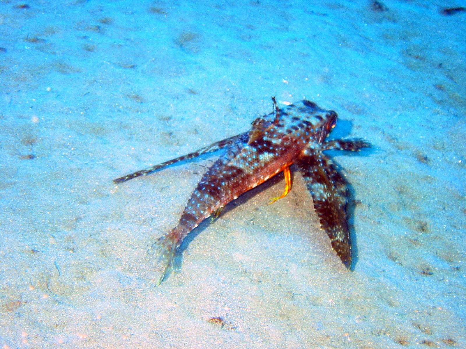 Flying Gurnard