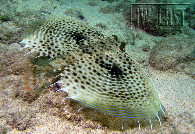 Flying Gurnard