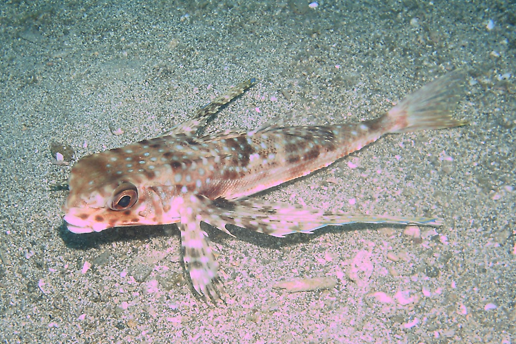 Flying Gurnard