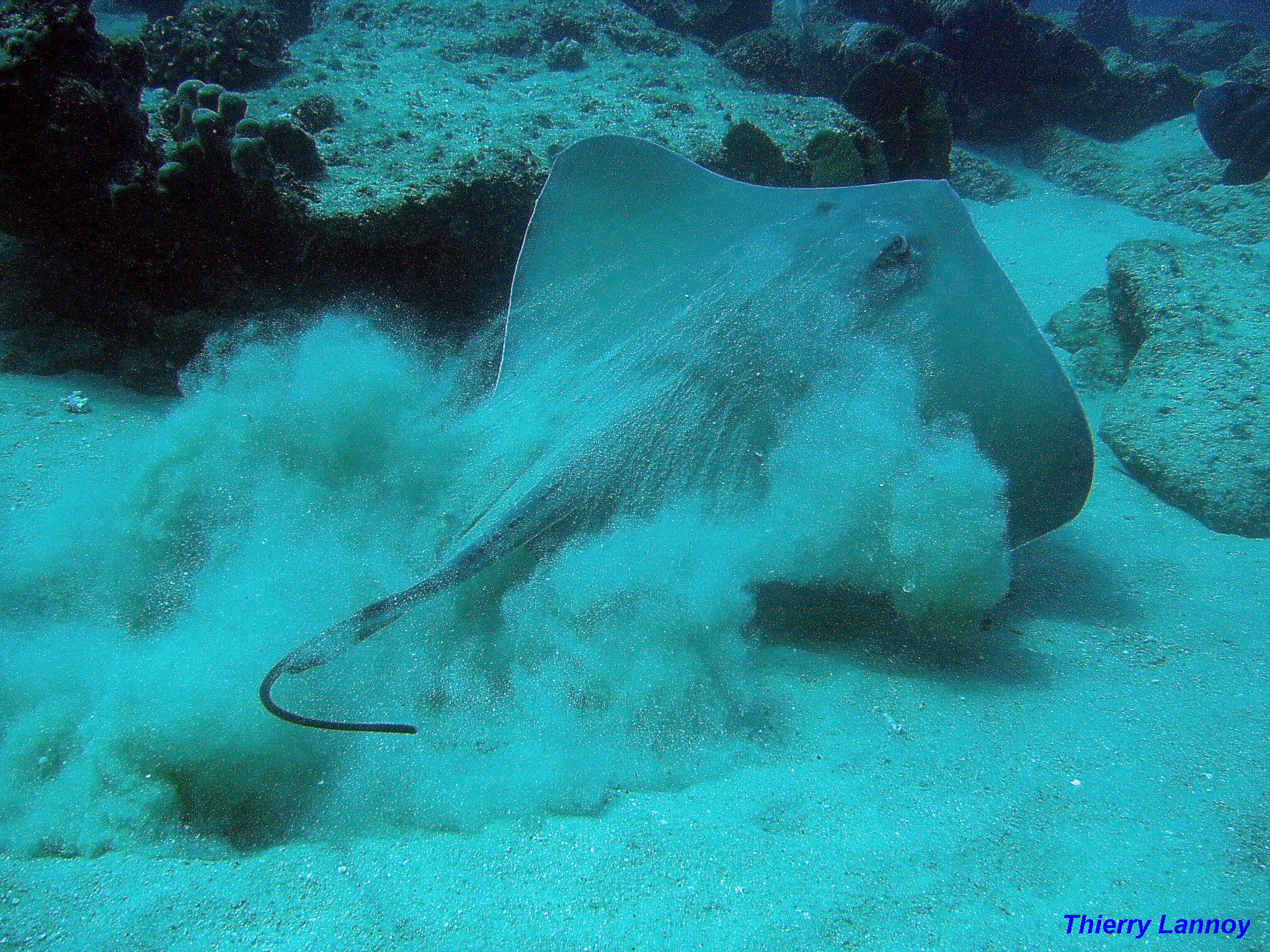 flying sting ray