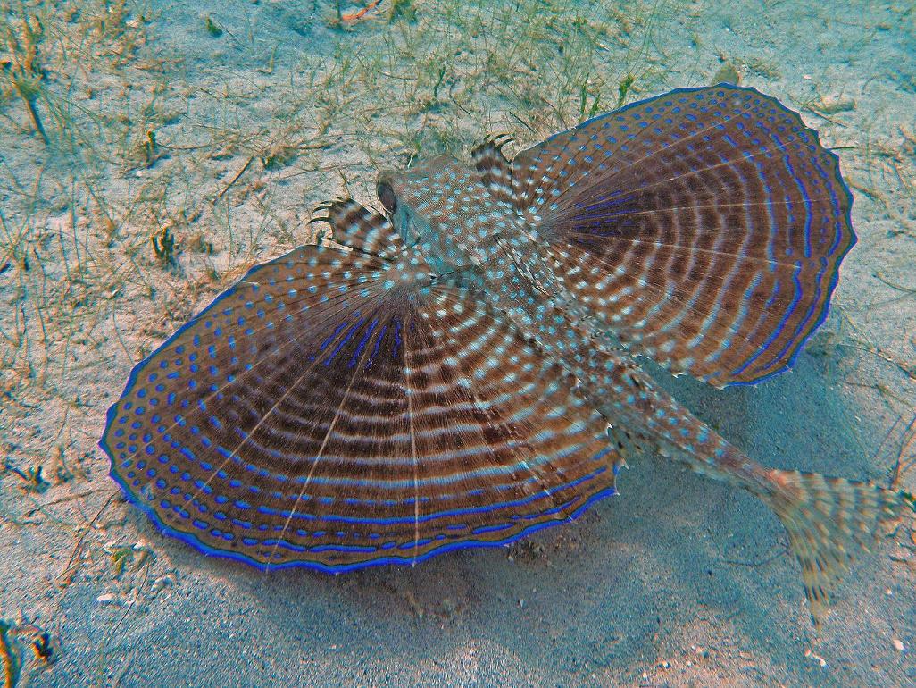 Flying_Gurnard-c