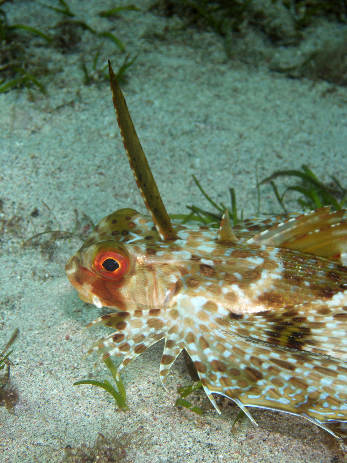 flying_gurnard3