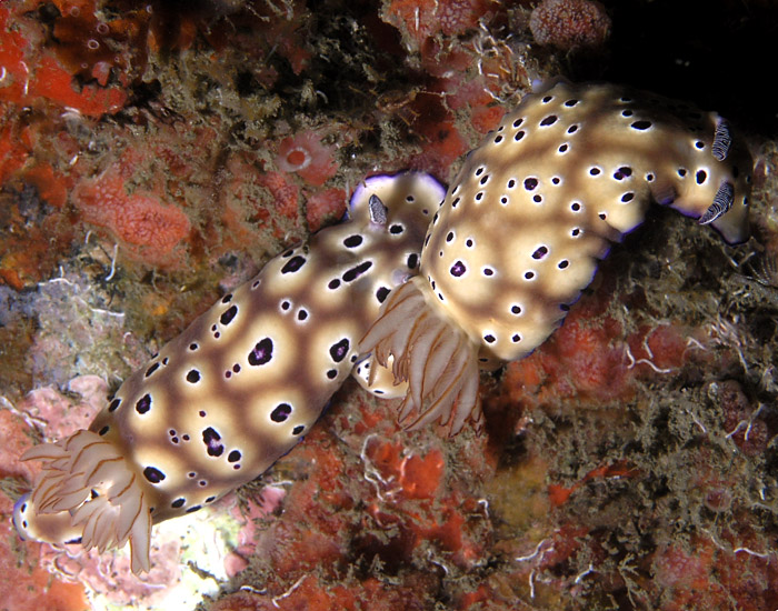 Follow the Leader Nudibranch Style