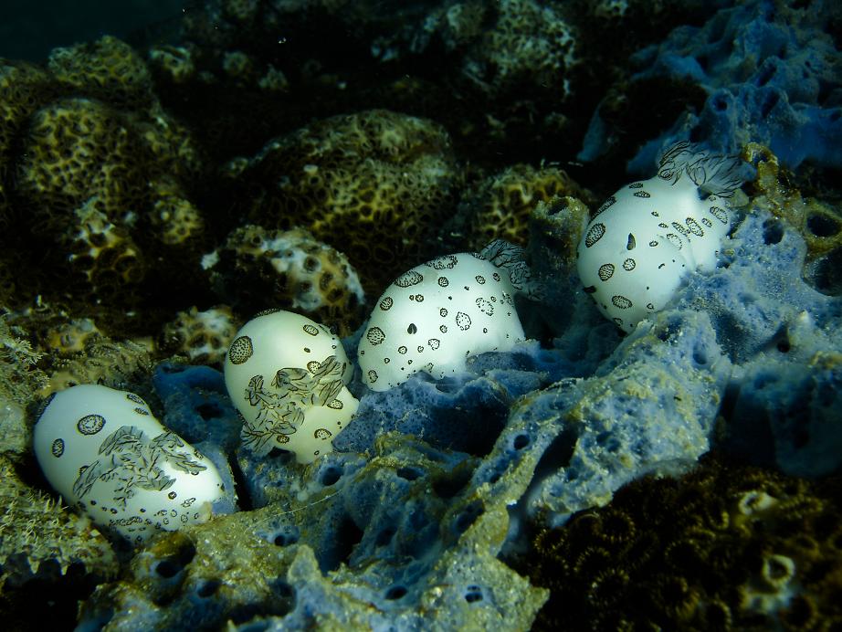 Fons at Thailand, Nudibranch