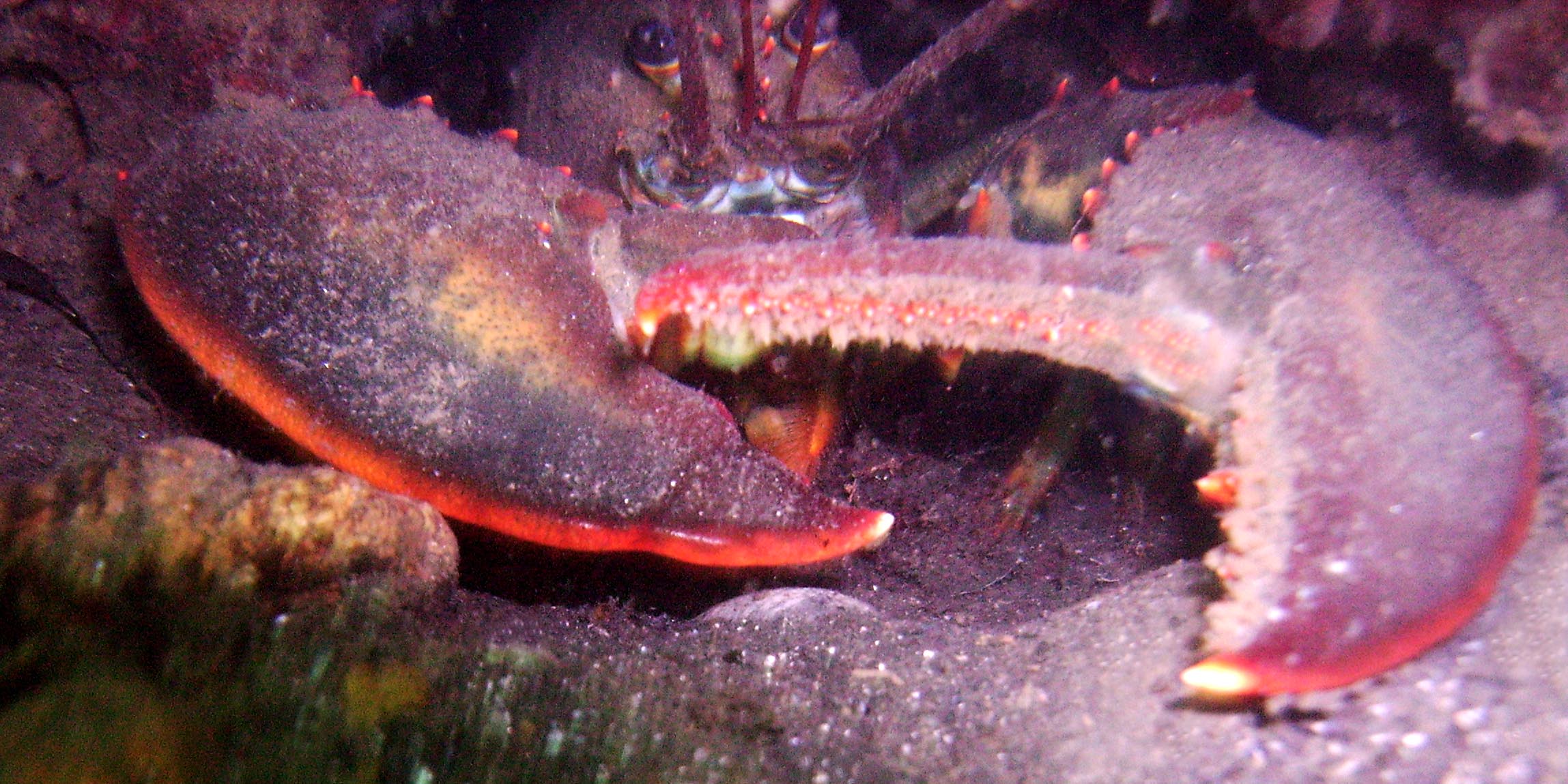 Fort_Wetherill_lobster