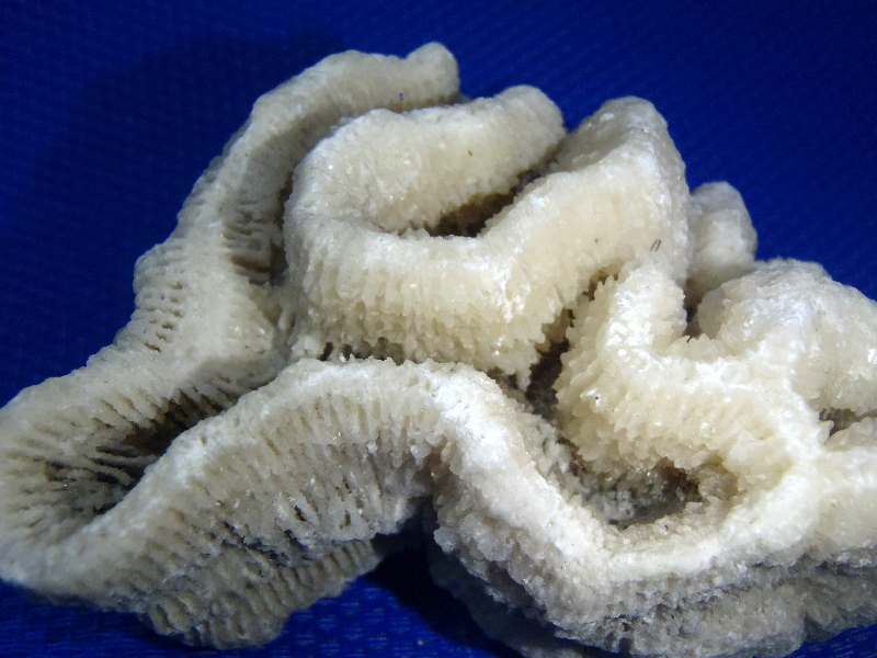 Fossil Coral from my front yard