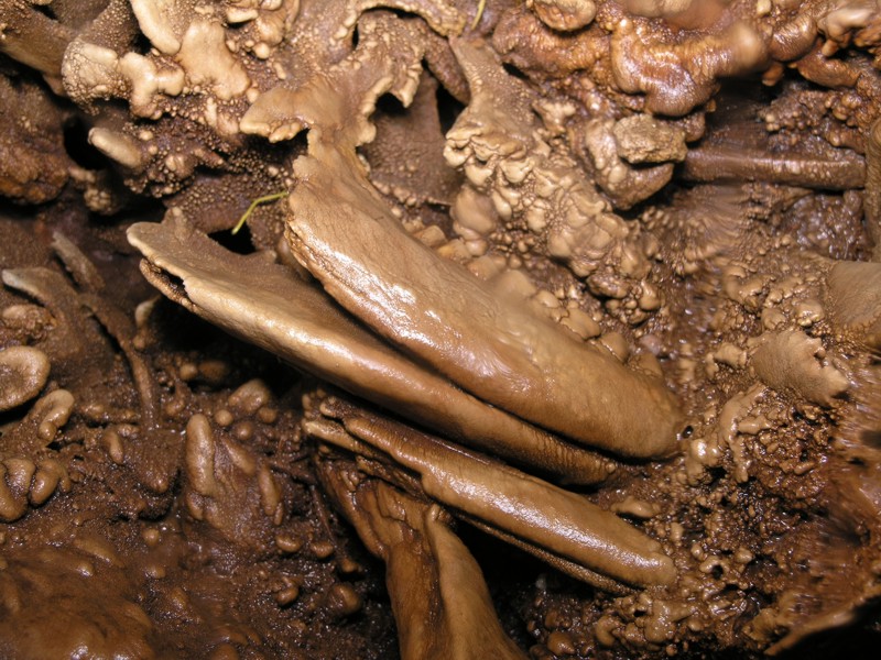 Fossil deers in Punta Giglio cave Alghero Sardinia