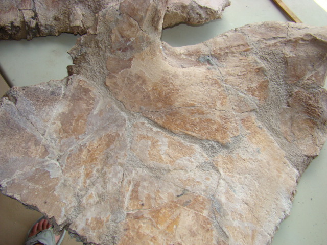Fossil Land turtle