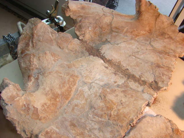 Fossil Land turtle