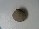 Fossilized Scallop shell
