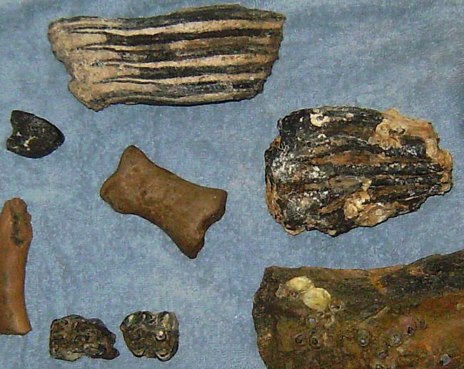 fossils S. Brohard