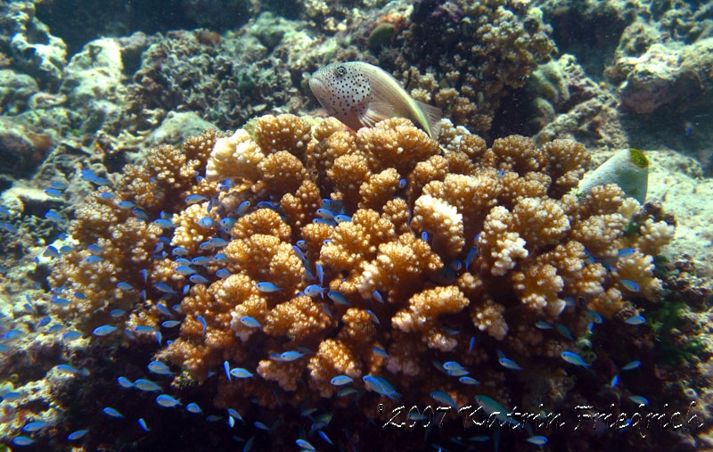 Fosters hawkfish