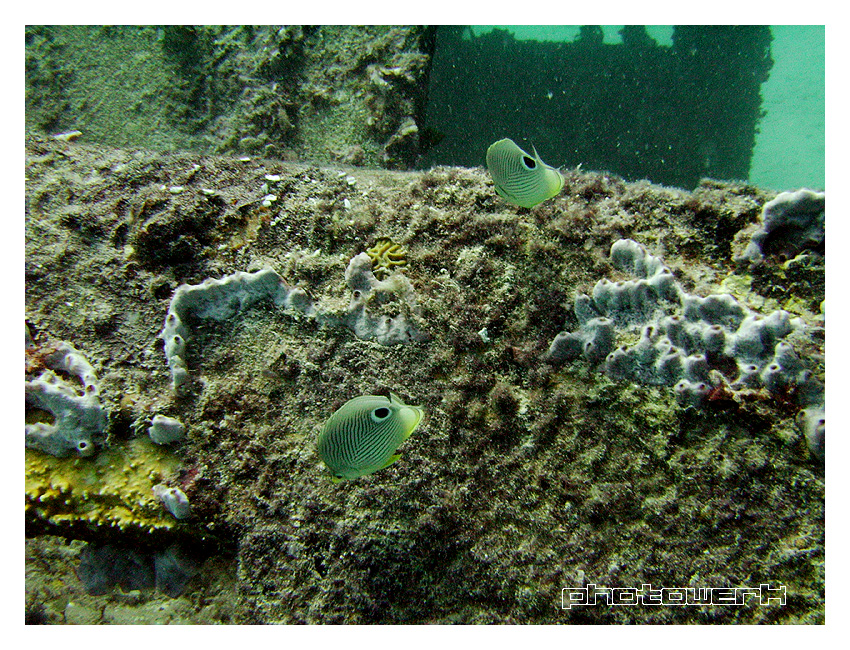 Four-eye Butterflyfish on wreck @ 22m