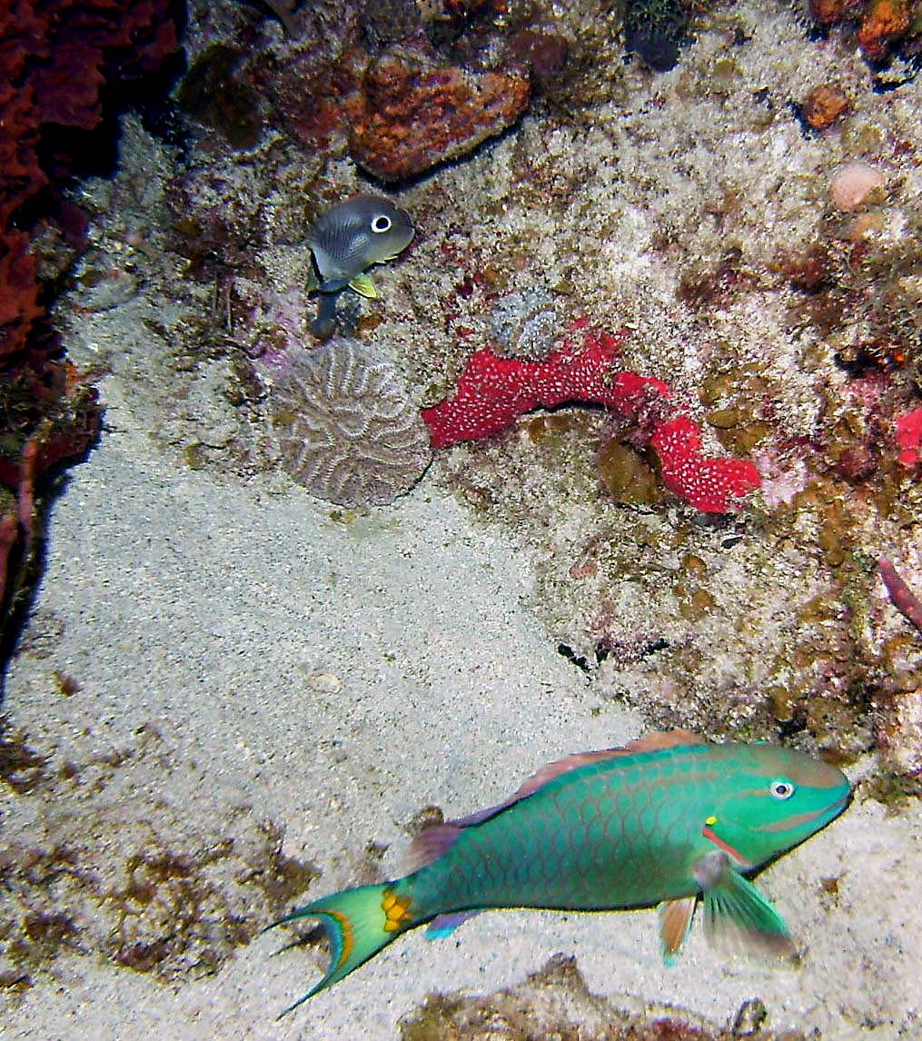 Four Eyed Butterfly and Stoplight Parrotfish