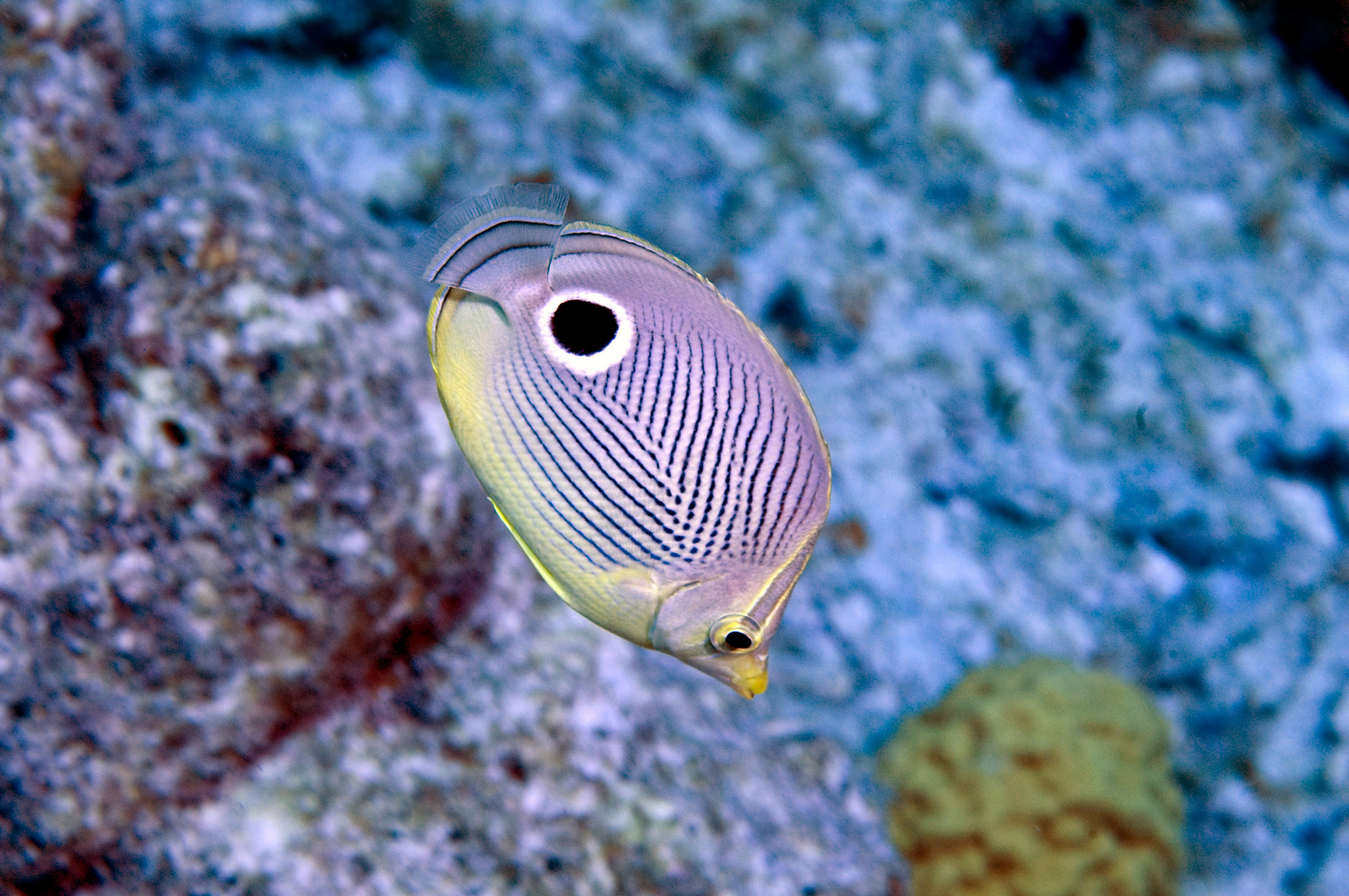 Four-Eyed Butterflyfish