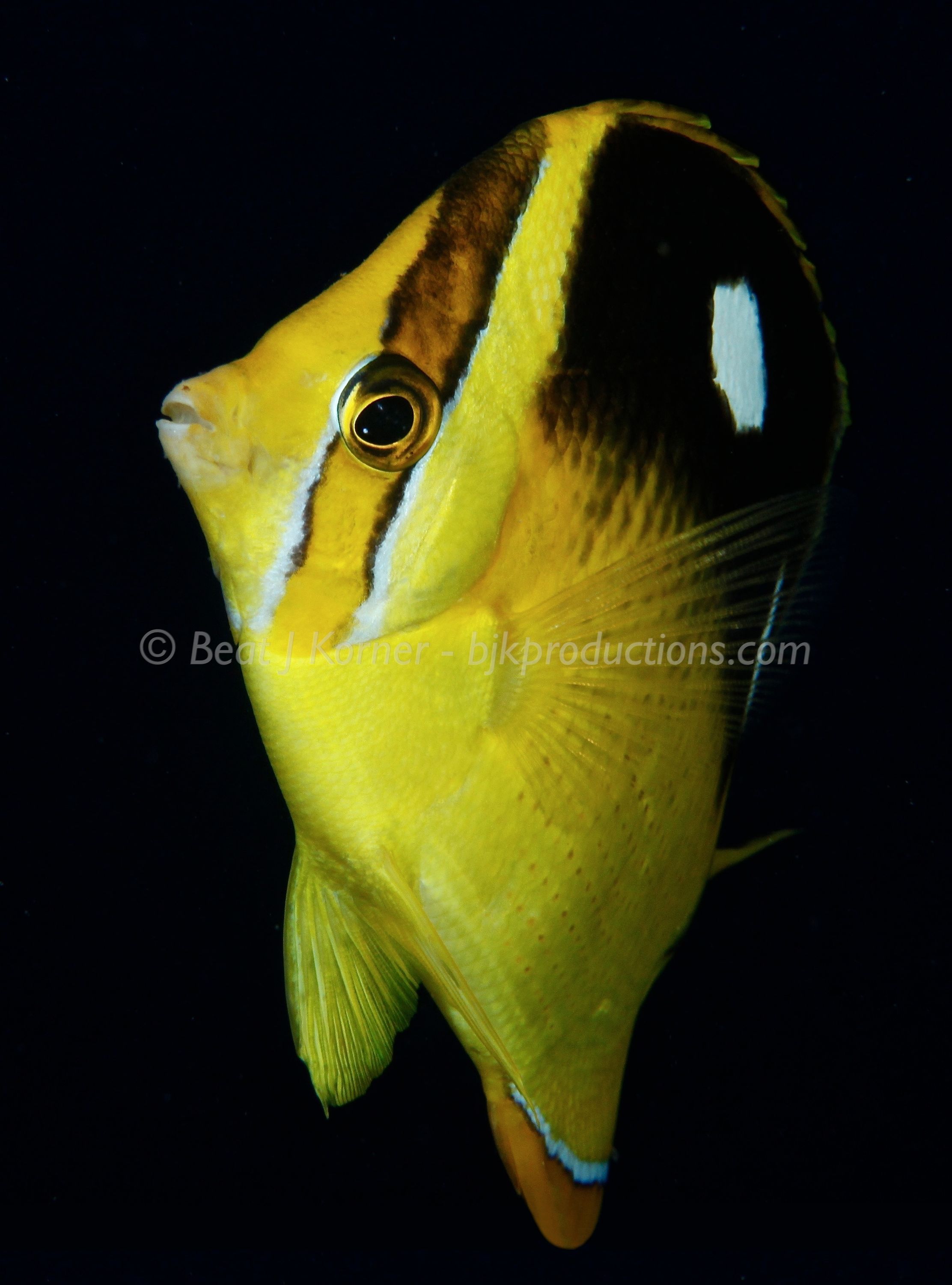 Four-spot Butterfly fish in pose.