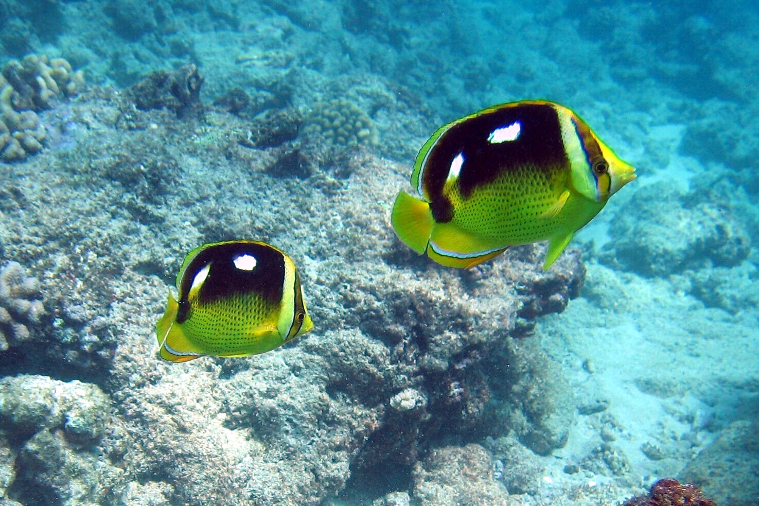 Four Spot Butterfly Fish -- Kewalo Pipe