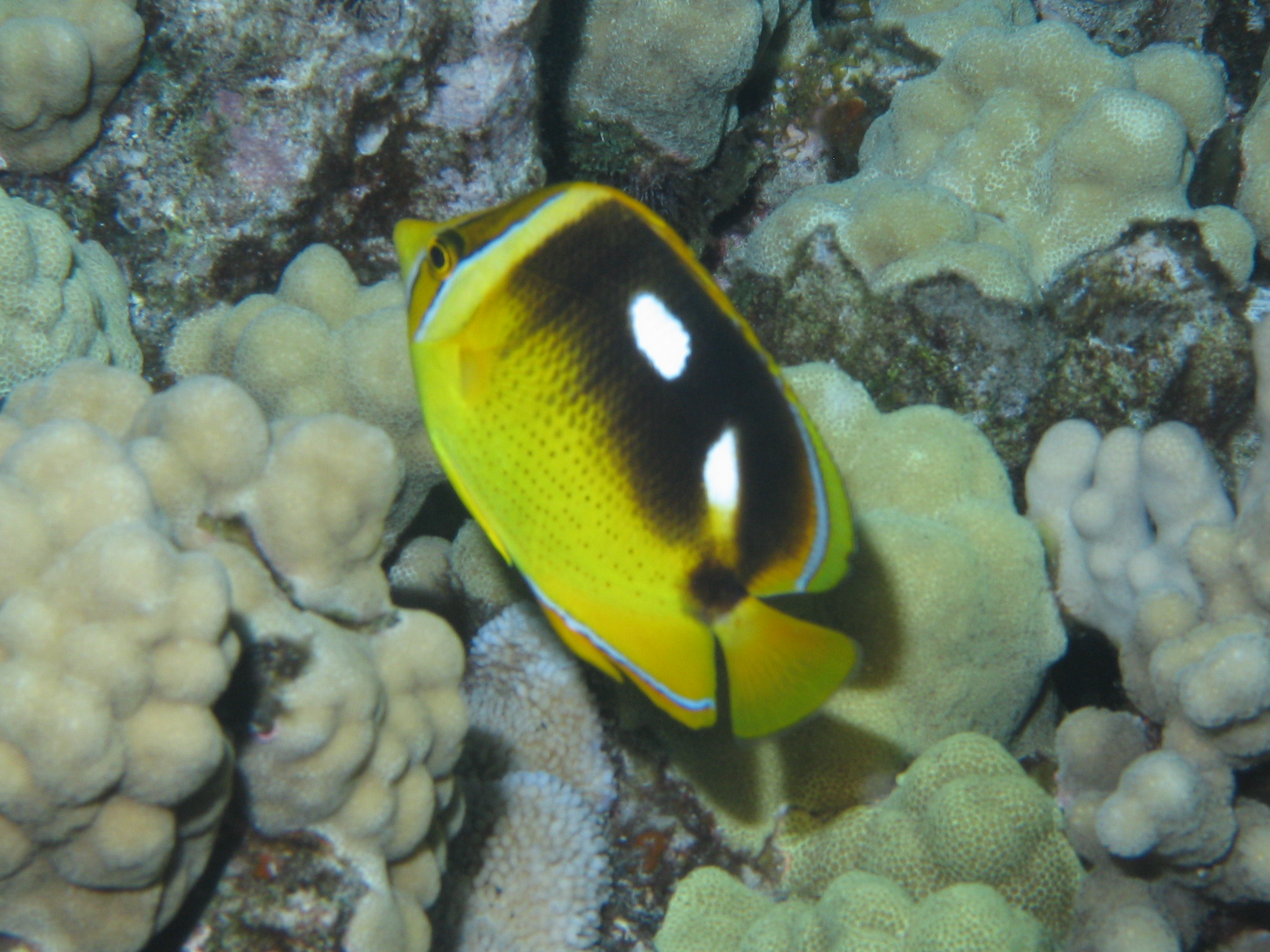 Four Spot Butterfly Fish