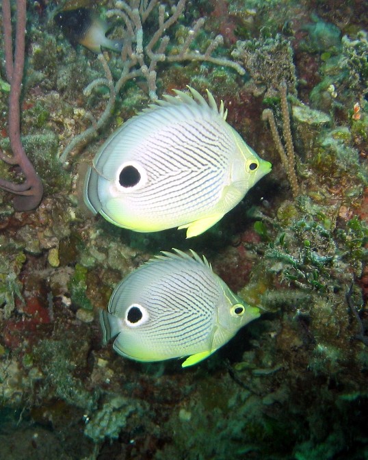 Foureye Butterfish