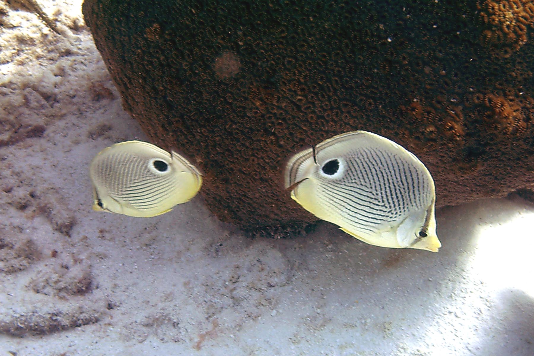 Foureye Butterfly Fish - Pair