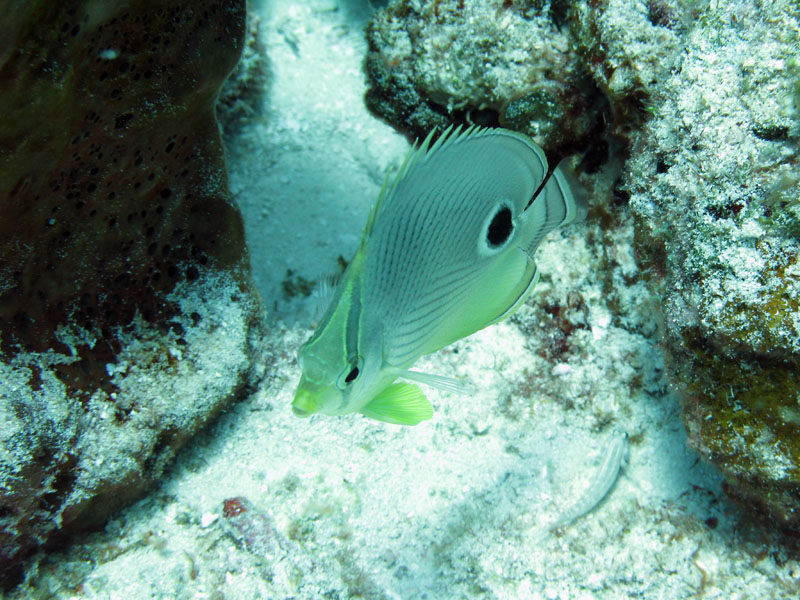 Foureye Butterfly Fish