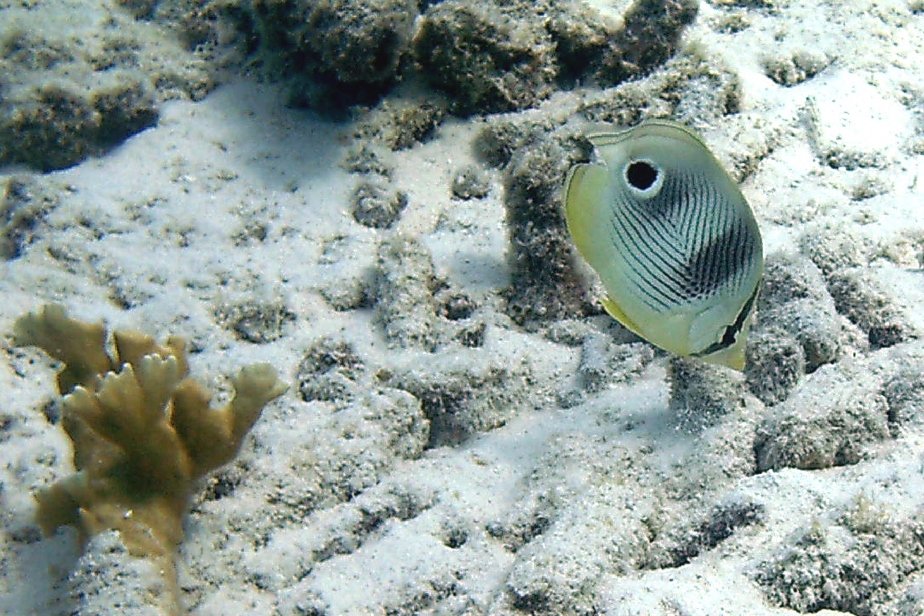 Foureye Butterflyfish - Intermediate Phase