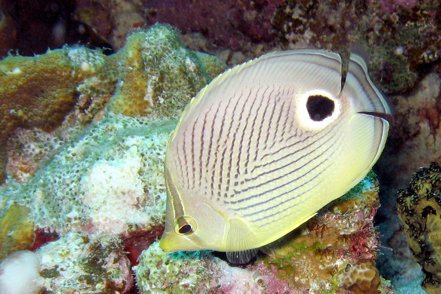 Foureye Butterflyfish