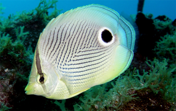 Foureye Butterflyfish