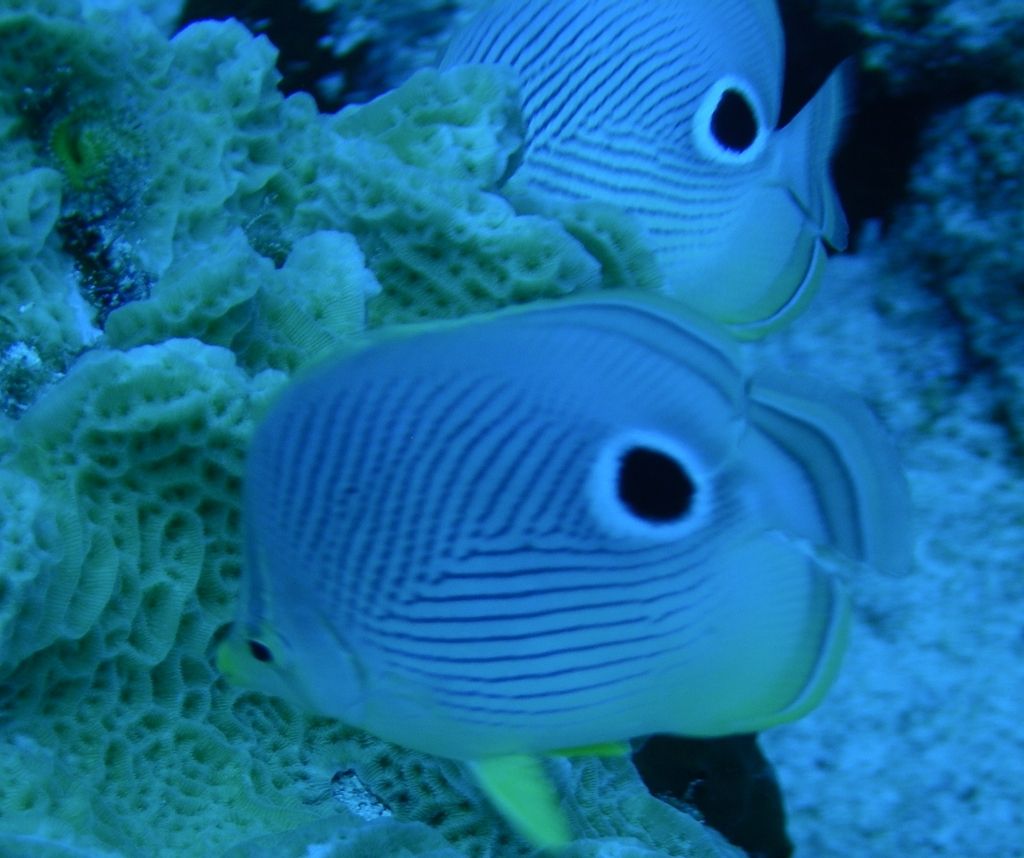 Foureye_Butterflyfish