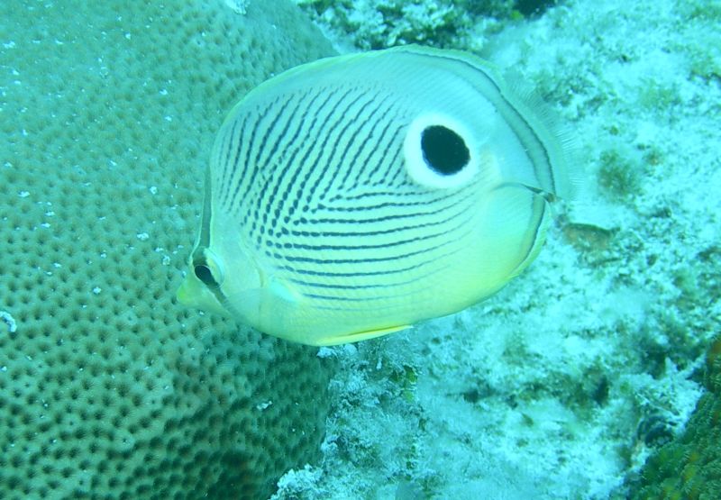 Foureye_Butterflyfish