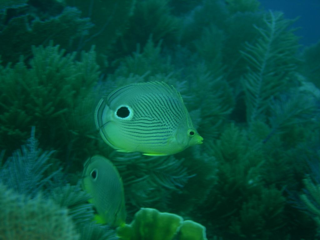 Foureye_Butterflyfish