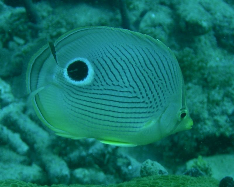 Foureye_butterflyfish