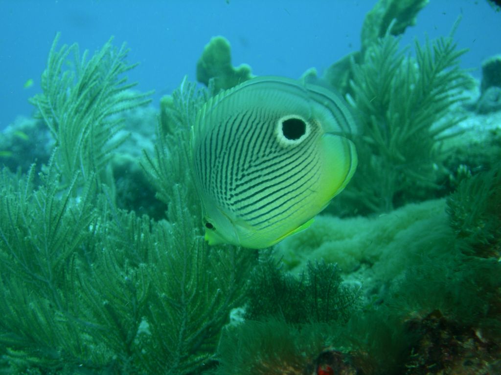 Foureye_Butterflyfish_2