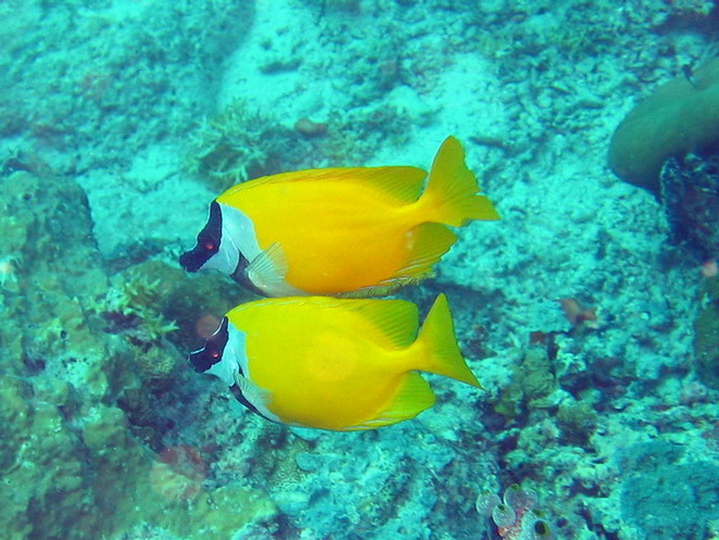 Fox Face Rabbitfish